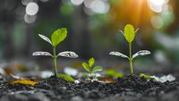 Young green seedlings growing from fertile soil with natural bokeh and sunlight background, representing growth, new beginnings, and environmental sustainability.