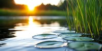 Tranquil lake scene with water lily pads floating on calm water surface at sunset, reed grass silhouettes creating natural framing against golden sunlight.