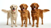 Three happy golden retriever dogs standing together with tongues out and tails wagging on white background. Friendly canine companions isolated for design.