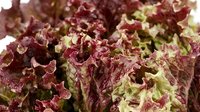 Red leaf lettuce with ruffled edges and burgundy coloring, isolated on white background, ready for culinary and food design use.