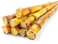 Fresh cut sugar cane stalks showing yellow juicy interior cross sections arranged diagonally on white background, isolated for commercial and food industry use.