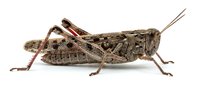 Mottled brown grasshopper with detailed wing patterns and long antennae isolated on white background, suitable for educational materials, nature guides, and design projects.