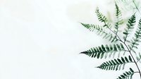 Delicate green fern leaves against white background, minimalist botanical composition with soft shadows and negative space for nature-inspired designs.