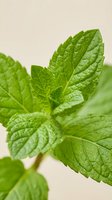 Fresh green mint leaves with detailed texture and veins, aromatic herb for cooking, tea, cocktails, natural organic ingredient for culinary and wellness uses.