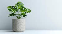 Monstera deliciosa plant with vibrant green split leaves growing in modern concrete speckled pot against minimal white wall background, contemporary home decor styling.