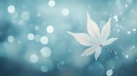 Single white maple leaf floating against dreamy turquoise bokeh background with soft glowing orbs creates serene natural atmosphere for wellness designs.
