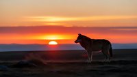 Wolf silhouette standing on hill during golden sunset with dramatic orange sky. Wildlife predator in natural habitat at dusk for nature photography.