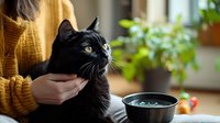 Black cat with golden eyes being petted while sitting near food bowl, wearing attentive expression. Woman in yellow sweater stroking pet at home in natural lighting.