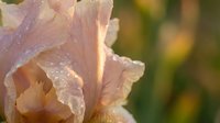 Delicate pink iris flower with morning dew drops on soft petals, blooming in garden with warm bokeh background for spring floral designs.