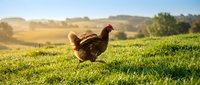 Brown hen walking on green grass field during golden hour sunrise with rolling hills and farmland landscape in background for agriculture concepts.