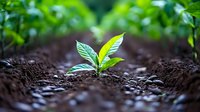Young green plant seedling growing from rich dark soil in garden row, showing new life and agricultural growth process. Natural spring planting season.