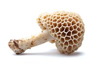 Fresh honeycomb morel mushroom with distinctive net-like pattern and hollow white stem isolated on pure white background for culinary and nature designs.