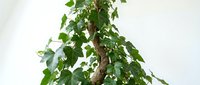 Potted indoor plant with green foliage and woody stem isolated on white background, suitable for home decor, gardening, and botanical design projects.