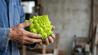 Farmer holding fresh romanesco broccoli with textured florets in hands outdoors, showcasing organic produce harvest for agriculture and food industry use.