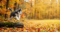 Adorable husky puppy playing on fallen log in golden autumn forest with colorful leaves scattered on ground creating warm seasonal atmosphere.