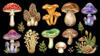 Mushroom and toadstool collection isolated on transparent background, ready for t-shirt design, clipart, stickers, sublimation and print-on-demand products.