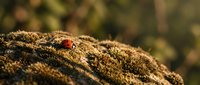 Red ladybug beetle crawling on textured brown moss surface with soft blurred natural background in warm golden sunlight for nature and wildlife themes.