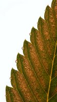 Autumn leaf with rust-colored spots and water droplets isolated on white background, suitable for seasonal designs, botanical graphics, and nature-themed projects.