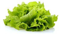 Fresh green lettuce leaves with curly edges isolated on white background, ready for salad preparation and healthy eating concepts.