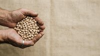 Male hands holding chickpeas or legumes against neutral background, suitable for agriculture, food production, and nutrition content.