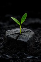 Young green sprout growing through cracked dark stone, symbolizing hope, resilience and new beginnings against black background. Suitable for environmental concepts.