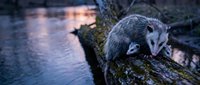 Gray opossum sitting on mossy log near water at dusk. North American marsupial wildlife in natural forest habitat for nature and animal photography projects.