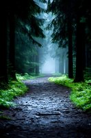 Misty forest path winding through towering evergreen trees with ethereal morning fog and glowing green undergrowth creating mysterious woodland atmosphere.