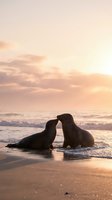 Two seals touching noses on beach at sunset with golden sky and ocean waves creating romantic wildlife moment for nature and marine life content.