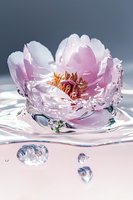 Delicate pink peony flower floating on water surface with droplets and ripples creating serene reflection. Soft natural lighting highlights petals and water bubbles.