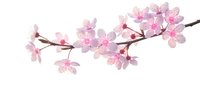 Delicate pink cherry blossom branch with blooming flowers isolated on white background, perfect for spring designs, wedding invitations, and decorative projects.