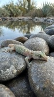 Small lizard with mottled tan and gray coloring resting on smooth river rocks near water with desert vegetation and reflections in background, suitable for wildlife and nature content.