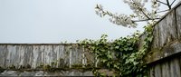 Weathered wooden fence with climbing ivy and flowering tree branches creating natural garden boundary in residential backyard setting.