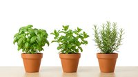 Fresh culinary herbs basil mint rosemary growing in terracotta pots on wooden surface isolated white background for cooking gardening kitchen design.