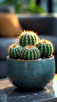 Small barrel cactus plants with golden-lit spines in turquoise ceramic pot against dark background, sunlight creating dramatic natural glow on thorns.