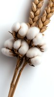 Natural cotton bolls and golden wheat stalks arranged on white background, showcasing raw agricultural materials in minimalist composition.