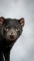 Tasmanian devil portrait with dark fur and alert expression against neutral background for wildlife and nature projects.