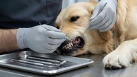Veterinarian examining golden retriever dog teeth during dental checkup with medical instruments at animal clinic for oral health care and treatment.