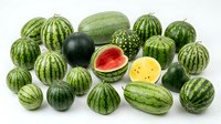 Fresh watermelons collection showing various sizes and varieties with cut pieces revealing red and yellow flesh on white background isolated.