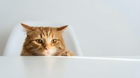 Curious orange tabby cat peeking over white surface with paws visible, adorable feline expression perfect for pet care and animal lover content.