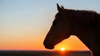Horse silhouette against golden sunset sky creating peaceful equestrian scene for nature and animal themed designs.