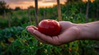 Fresh ripe red tomato held in farmer's hand at sunset in organic vegetable garden with vineyard rows creating warm agricultural harvest scene.