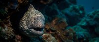 Spotted moray eel emerging from coral reef crevice in tropical underwater marine environment with vibrant blue water background for diving photography.