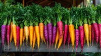 Fresh colorful rainbow carrots with green tops arranged in row on dark wooden background, organic purple, orange and red heirloom vegetables for healthy eating.