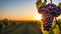 Purple grapes hanging on vine at sunset in vineyard with golden light and blurred rows creating warm agricultural harvest scene for wine industry.
