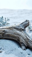 Weathered driftwood log resting on sandy beach with blurred ocean and coastal vegetation in background, suitable for nature, travel, and environmental design projects.