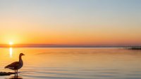 Silhouette of heron standing in calm water during golden hour sunrise with warm orange sky reflecting on lake surface creating peaceful morning scene.