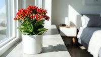 Red flowering plant in white ceramic pot on windowsill with natural sunlight, suitable for home decor, interior design, and lifestyle photography.