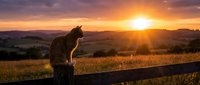 Cat silhouette sitting on wooden fence during golden hour sunset with mountain landscape and warm orange sky creating peaceful rural scene.