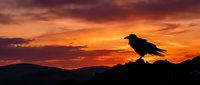 Silhouette of crow perched on rocky terrain against dramatic orange and purple sunset sky with mountain landscape in background.