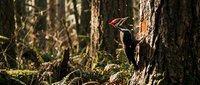 Pileated woodpecker with distinctive red crest pecking on tree trunk in natural forest habitat during golden hour sunlight filtering through trees.